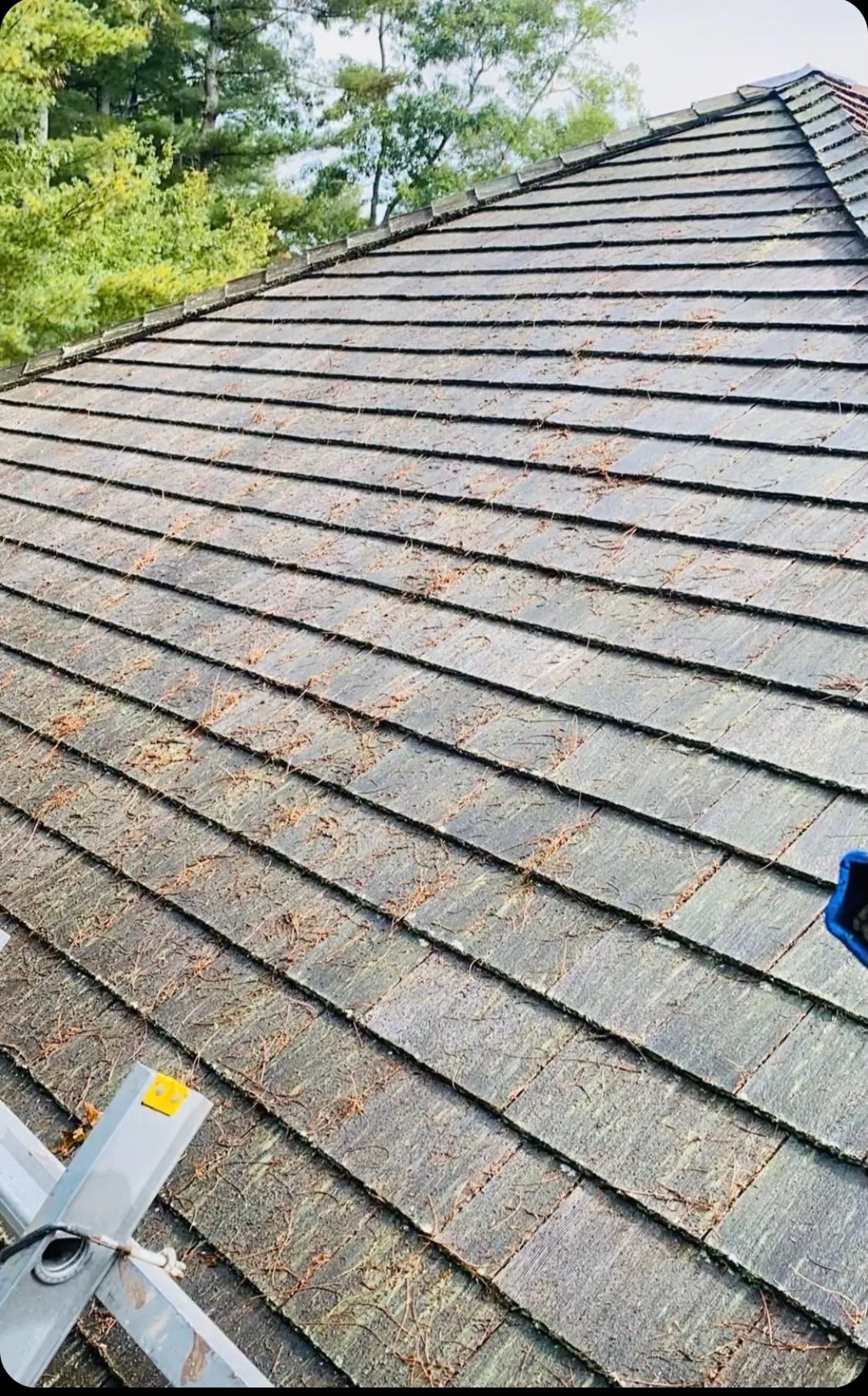 Cedar Triangle — before
